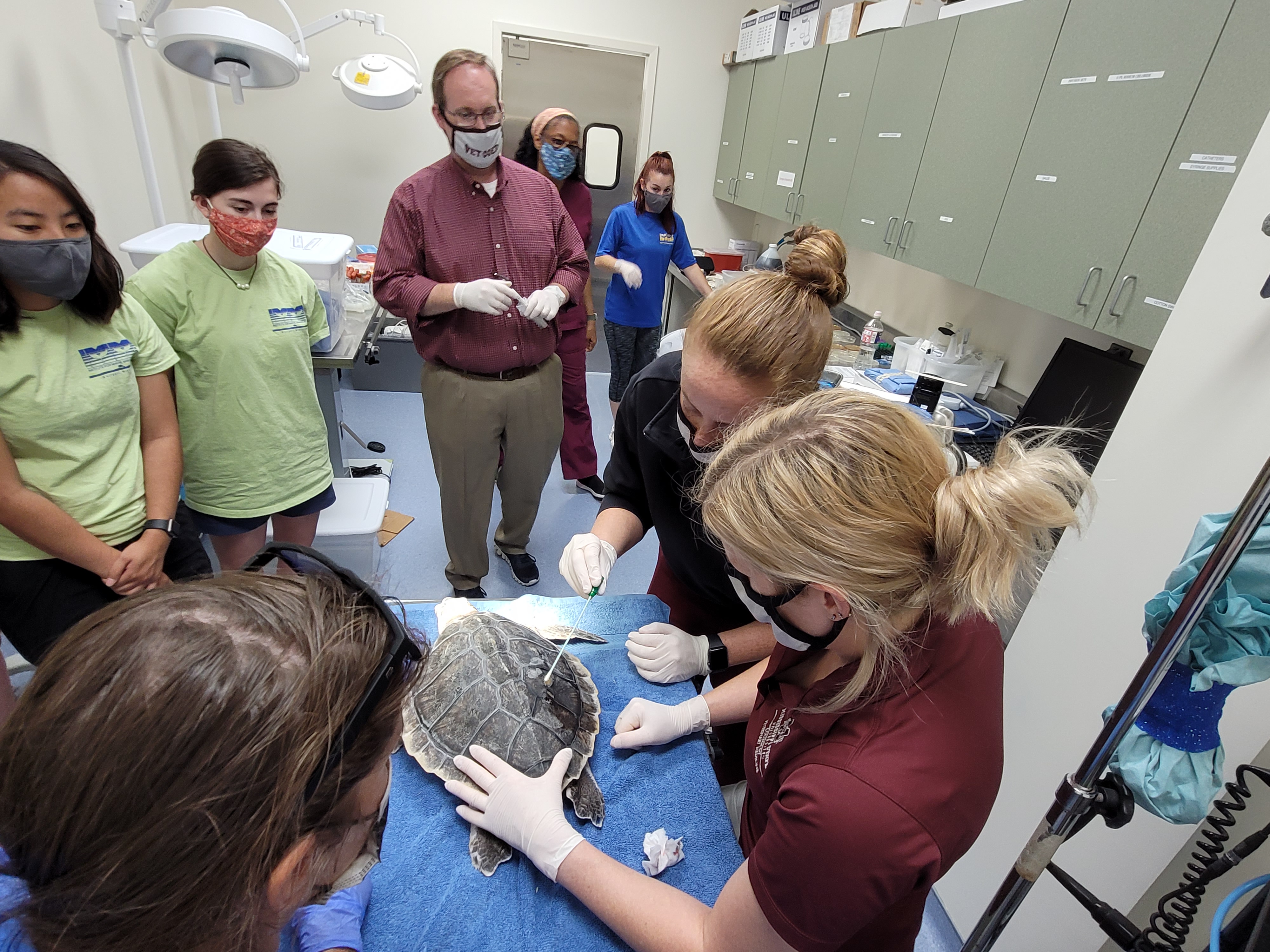 Students and veterinarians perform an exam on a sea turtle