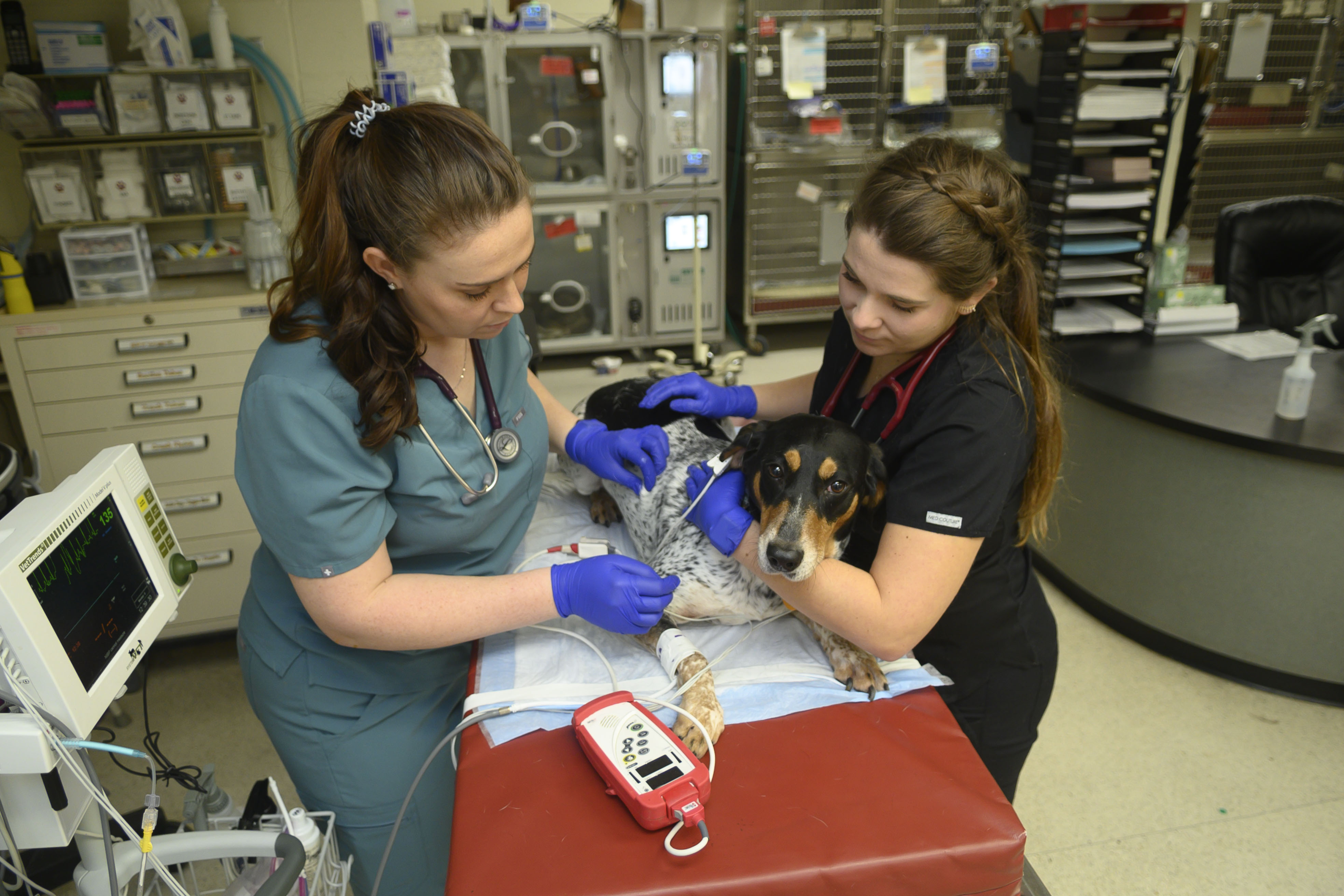 Two veterinary students monitor a dog in ICU