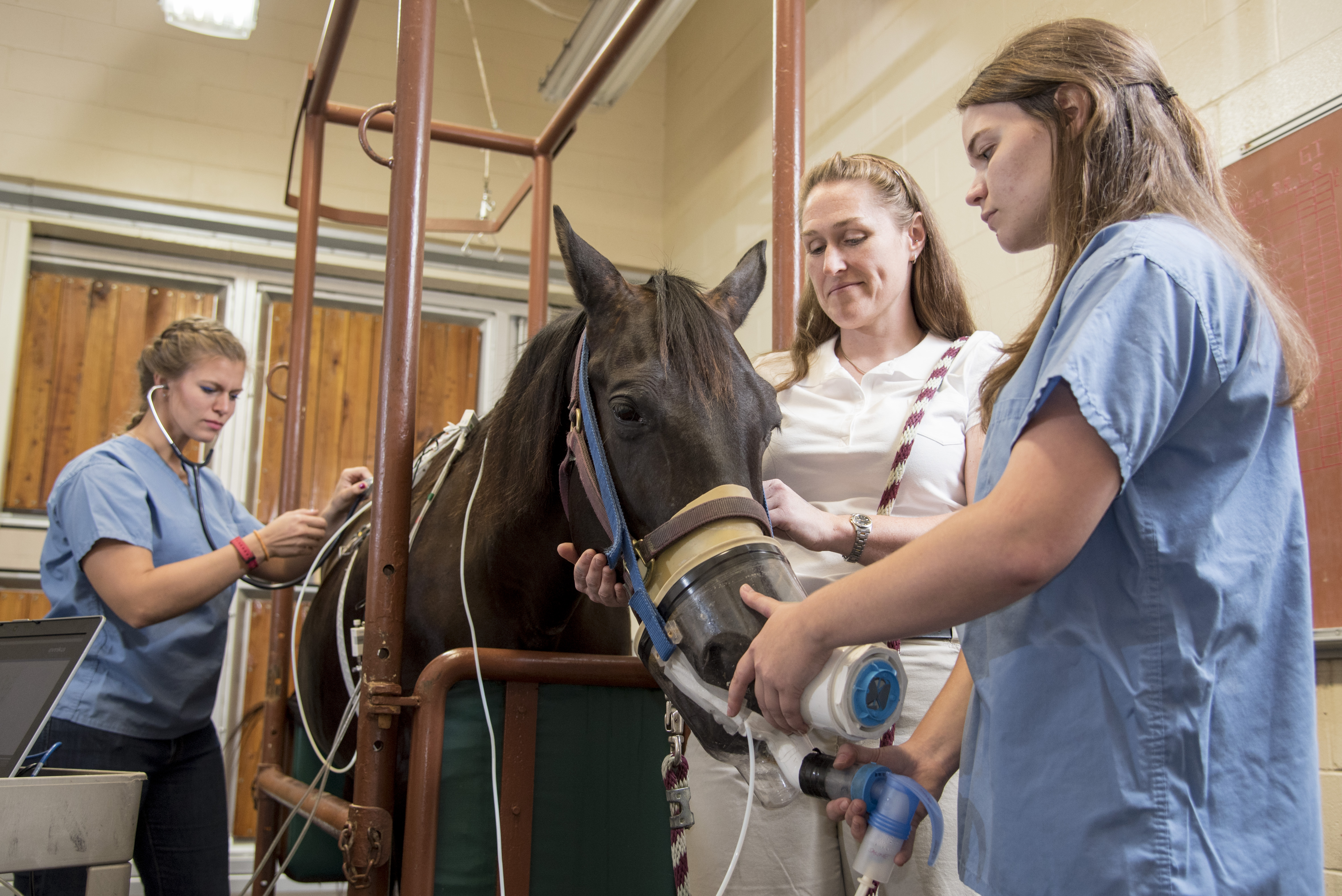 Three veterinarians provide breathing treatment to a horse
