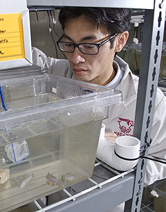 A researcher examines fish in a tank 