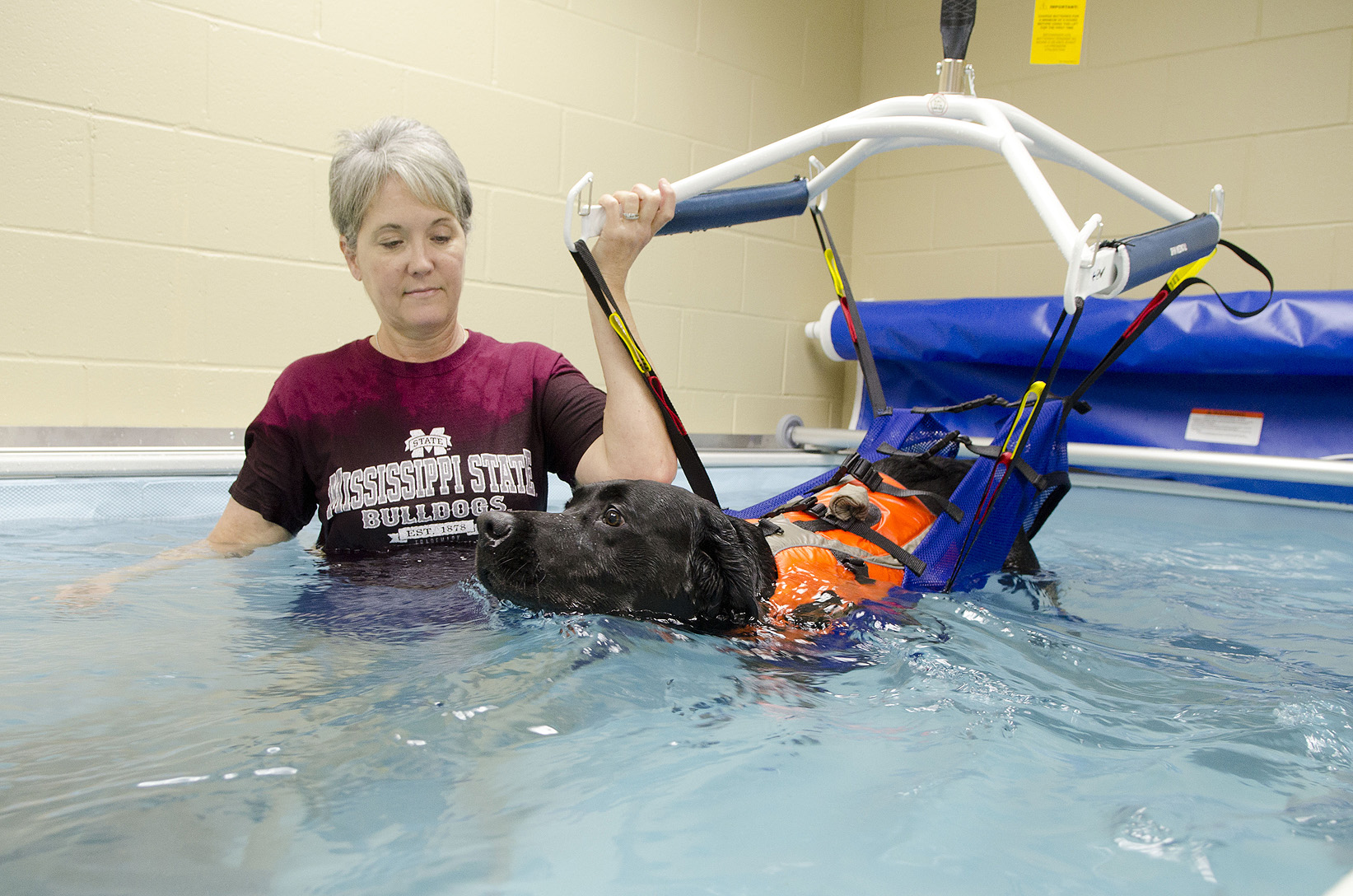 A veterinary technician rehabilitates a dog in an endless pool