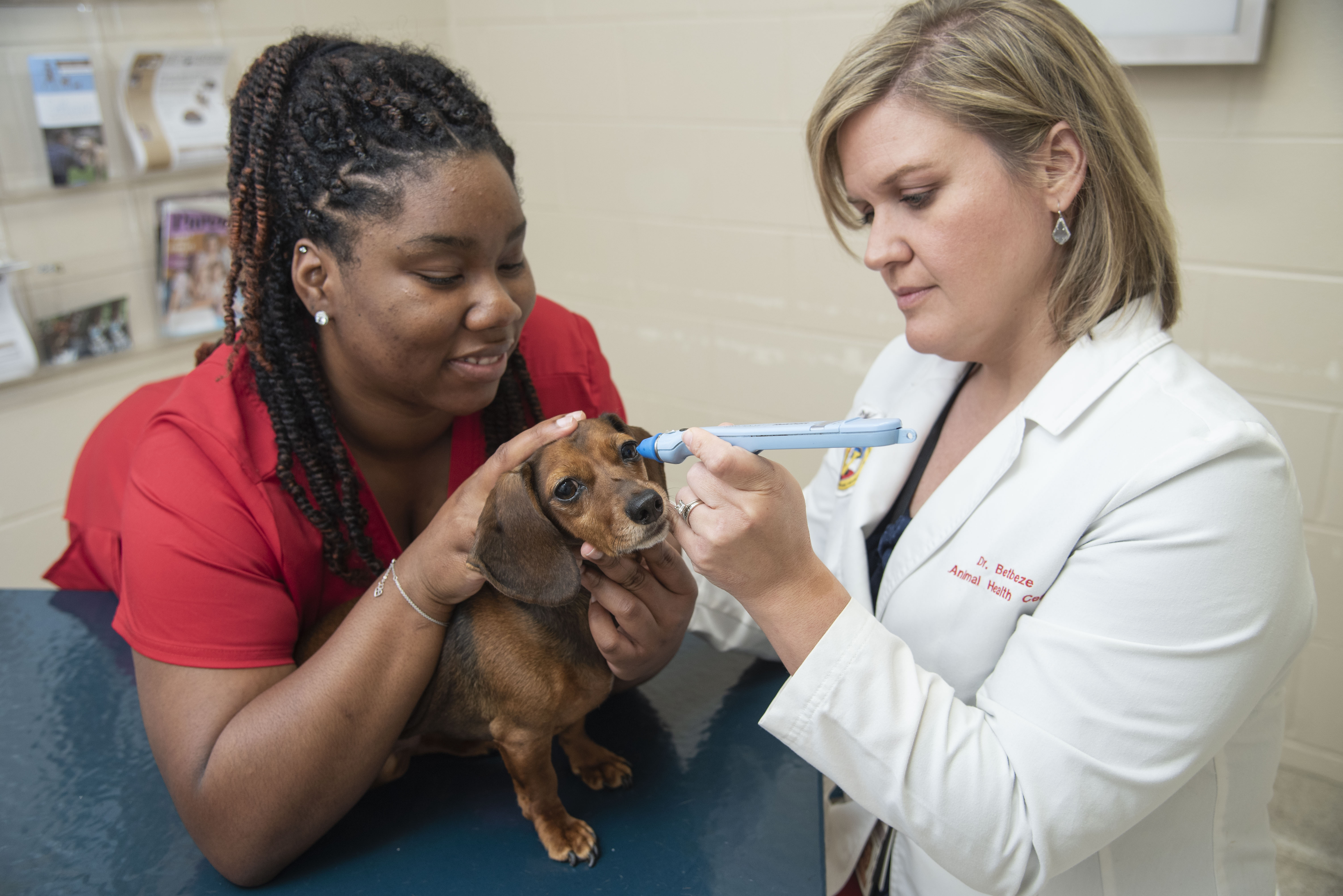 A technician holds a dachshund still while a veterinarian examines its eye