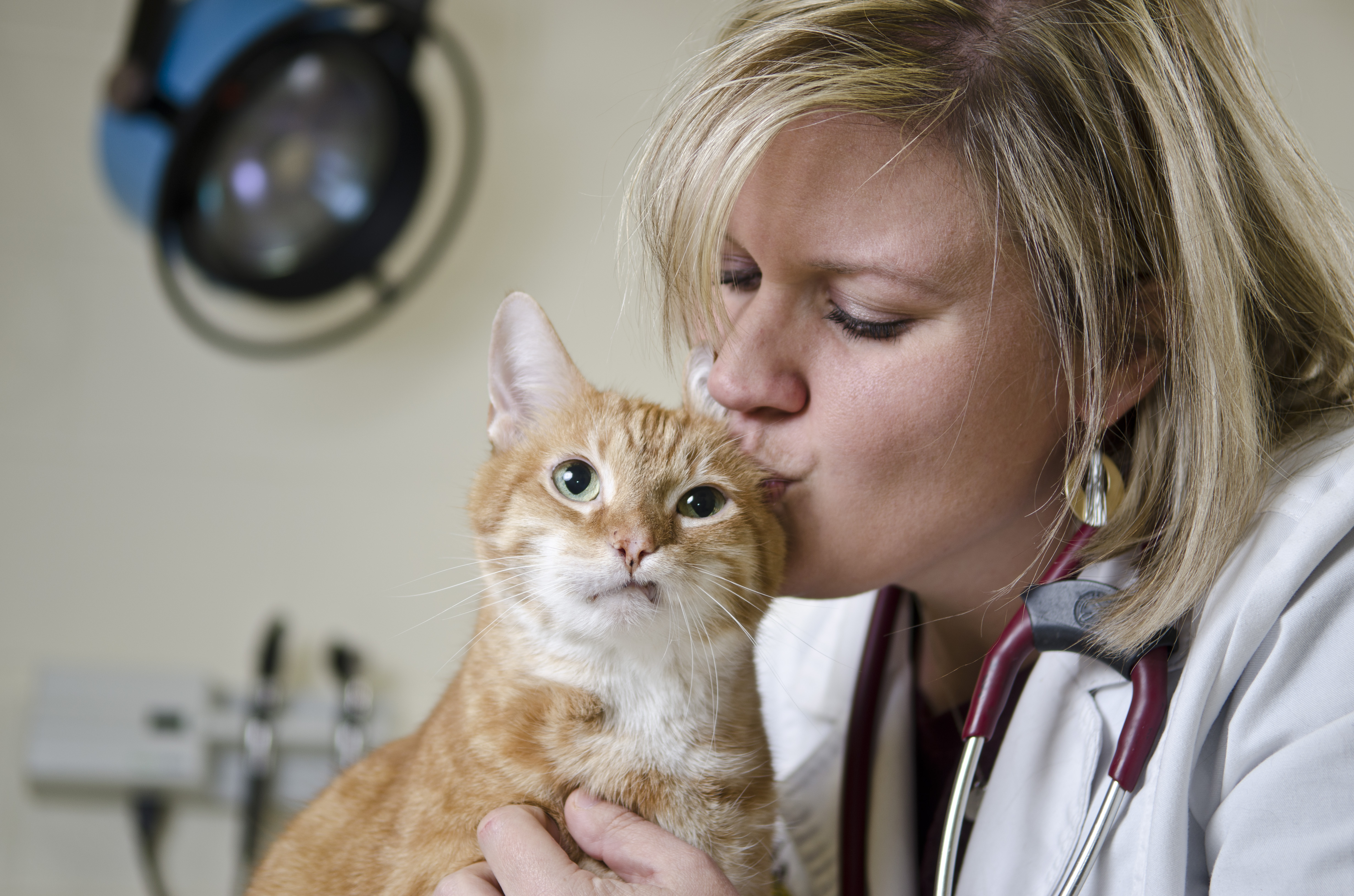 A veterinarian kisses a cat on the head